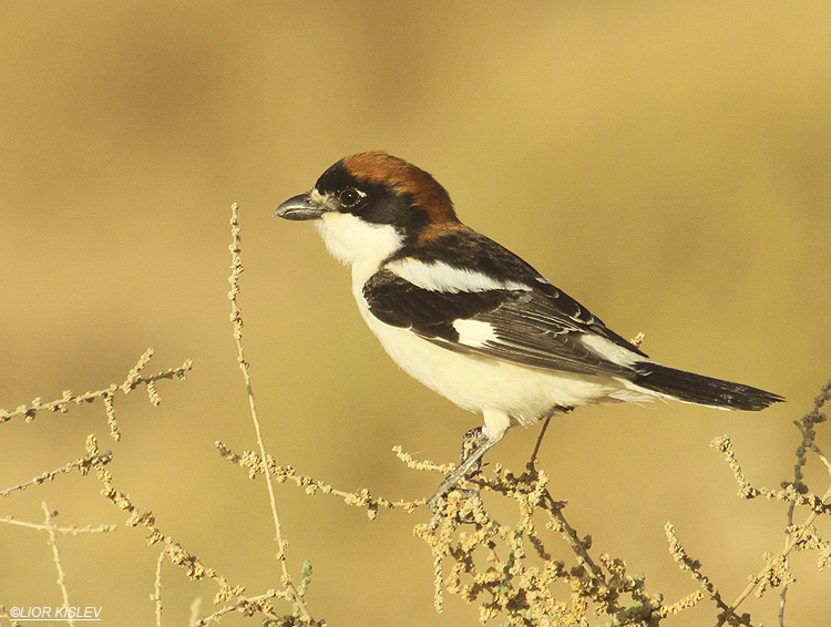    Woodchat Shrike  Lanius senator ,km 20 salt ponds , Eilat .02-04-12. Lior Kislev